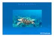 Sea Turtles - CHRISTI Sharing/SeaTurtles.pdf · Sea turtles are characterized by a large, streamlined shell and non retractile head and limbs. Coloration: Depending on the species,