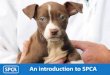 An introduction to SPCA · SPCA Animal Incoming Process. A needle is inserted under the skin at the scruff of the neck, the microchip itself enters under the skin through the middle