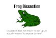Frog Dissection - ¢â‚¬¢Frog Dissection ¢â‚¬â€œPart 1 ¢â‚¬¢Frog Dissection ¢â‚¬â€œPart 2 ¢â‚¬¢Frog Life. Before we
