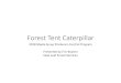 Forest Tent Caterpillar - EOMF · Forest Tent Caterpillar 2018 Maple Syrup Producers Control Program Presented by Eric Boysen New Leaf Forest Services. 2017 Defoliation Map. 2018