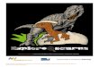 Explore - Queensland Museum/media/Documents/QMSB/Events and E… · Maiasaura, Apatosaurus, Muttaburrasaurus, Stegosaurus, Triceratops, and Tyrannosaurus. The ... Light and sound