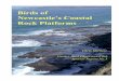 Birds of Newcastle’s Coastal Rock Platforms · 2016. 10. 9. · Bogey Hole Susan Gilmore Beach Bar Beach Roost D Strzelecki Lookout . Birds on Newcastle City Council Rock Platforms