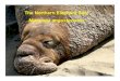 The Northern Elephant Seal Mirounga angustirostris · 2017. 11. 20. · occurrence there of fur seals, and found, to the surprise of all naturalists, nine of the supposed extinct