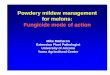 Powdery mildew management for melons: Fungicide mode of action … · 2004. 5. 17. · • Sterol biosynthesis in membranes • Glucan and cell wall synthesis • Melanin synthesis