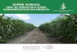 brochure sagarpa - Primus Vision · 2018. 11. 3. · SAGARPA SECRETARiA DE GANADERiA. DFSARROLLO PESCA Y ALIMENTACIÓN SUPER SORGHUM MEXICO S.A. DE C.V. Super Sorgo una alternativa
