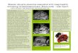 Massive abruptio placentae associated with coagulopathy … · 2015. 9. 11. · Massive abruptio placentae associated with coagulopathy mimicking thrombohaematoma (Breus mole) : case