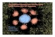 Recombinant Nanoparticle Vaccine Using Ebola …...Baboon Immunogenicity Study: Guinea anti-EBOV GP ELISA and Competition ELISA with 13C6 mAb Guinea anti-GP Responses to cAd3-Ebo Vaccines