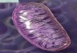 News Focus - Home - Epidemic Answers · 2017. 3. 8. · Focus | Mito-Conundrum Mito-Conundrum Unraveling Environmental Effects on Mitochondria In 1962 Rolf Luft became the first clinician