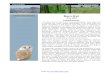 STATUS: ENDANGERED Barn Owl Endangered in Iowa Tyto alba Barn Owl.pdf · 2017. 2. 9. · Barn Owl Tyto alba Introduction The Barn Owl is one of the most widespread of all owls, and
