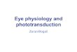 Eye physiology and phototransductionneuron.mefst.hr/docs/katedre/neuroznanost/BN_2013_Photo... · 2015. 3. 12. · Eye physiology and phototransduction ... photosensitive ganglion