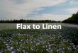 Flax to Linen - Friends of Red Bank Battlefield€¦ · Flax Harvest . Flax is harvested after approximately 100 days, or a month after the plant flowers and two weeks after the seed