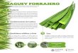 MAGUEY FORRAJERO - gob.mxEl maguey es el nombre que se aplica a las especies del género agave (amarilidáceas). Las hojas del maguey verde o ensiladas y luego picadas o cortadas son