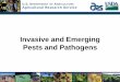 Invasive and Emerging Pests and Pathogens - USDA ARS...• Long-term biological control efforts – whether predator, parasitoid, pathogen to reduce or eliminate populations. • Leaders
