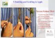 T-Budding and Grafting in Apple Naveen Kumar Dixit · 2020. 4. 30. · Naveen Kumar Dixit *Assistant Prof. of Horticulture and Extension Specialist University of Maryland Eastern