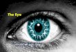 The Eye - Doctor 2017 - JU Medicine · 2020. 7. 25. · The cornea is avascular and devoid of lymphatic drainage It is nourished by diffusion from the ... in the form of glasses to