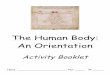The Human Body: An Orientation - Mrs. Pikepikeanatomy.weebly.com/.../2/8/38287581/orientation... · The Human Body: An Orientation Activity Booklet Name: _____ Per: _____ #: _____