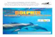 International Dolphin Watch (IDW) files/2010... · 2018. 6. 30. · 1 International Dolphin Watch (IDW) Has an unblemished reputation as a non-profit organisation dedicated to helping