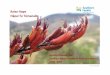 Hāpai Te Tūmanako - Southern Health...Raise Hope – Hāpai te Tūmanako Strategic Plan 2012-2015 provided Southern DHB Mental Health and Addictions Services with a direction to