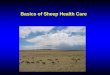 Basics of Sheep Health Care - Weld County, Colorado · a diagnostic service: 40-53% 46% of surveyed producers consulted a veterinarian in 2000 ... • Ram fertility testing ... Cats