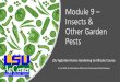 Module 9 Insects & Other Garden Pests/media/system/5/5/6/4... · 2020. 7. 6. · Other Garden Pests - Mites 1.Worldwide –over 7500 species of plant-feeding mites (Phytophagous)