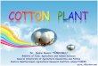 Cotton Plant? Mophology and Anatomy Root Shoot System ......Shoot System Seed Fiber Cotton Plant ? • Cotton is a major agricultural and industrial crop in more than 60 countries