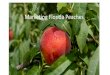 Marketing Florida Peaches - University of Florida · retail buyers and consumers •To increase the sales of Florida peaches •Overall direction provided by Peach Advisory Group