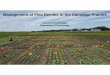Management of Flea Beetles in the Canadian Prairiesumanitoba.ca/faculties/afs/agronomists_conf/media/5_PM... · 2020. 3. 2. · CARP Project Team: Management of Flea Beetles in the