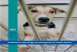 Int ernat ion al · 2017. 4. 10. · for the shelters. This in turn led to a dramatic fall in the standard of care. Poor rates of rehoming in the city left many animals spending their