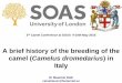 Camelus dromedarius) in Italy...A brief history of the breeding of the camel (Camelus dromedarius) in Italy Dr Maurizio Dioli camel4ever@fastemail.us 3 rd Camel Conference at SOAS