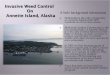Invasive Weed Control on Annette Island Alaska · 2015. 7. 30. · A little background information. Invasive Weed Control On Annette Island, Alaska Metlakatla is the only community