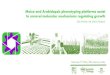 Maize and Arabidopsis phenotyping platforms assist to ......Maize and Arabidopsis phenotyping platforms assist to unravel molecular mechanisms regulating growth Stijn Dhondt, VIB,