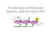 The Nervous and Muscular Systems…and the role of ATP€¦ · •Signals (nerve impulses) from the brain and spinal cord to the effectors (muscles, glands, ... •Nerve impulse travels