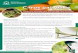 Department of Primary Industries and Regional Development Citrus gall wasp gall wasp... · 2017. 9. 5. · Citrus gall wasp Prevent and eliminate pests that damage citrus fruit trees