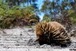 Monotremes - Studyladder...Monotremes Two animals belong to the monotreme family: Echidna Platyus Monotremes have a single opening, called the cloaca, which is used for both reproduction