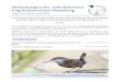 Mitteilungen des Arbeitskreises Vogelschutzwarte Hamburg...in Zusammenarbeit mit dem NABU-Landesverband Hamburg, der OAG-SH/HH, dem DJN und dem Förderverein Tierartenschutz in Norddeutschland