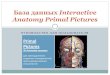 База данных Interactive Anatomy Primal Pictures · PDF file 2013. 4. 18. · База данных Interactive Anatomy Primal Pictures Primal Pictures 3D Анатомия