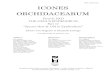 ISSN 0188-4018 ICONES ORCHIDACEARUM · ISSN 0188-4018 ICONES ORCHIDACEARUM Fascicle 16(2) THE GENUS EPIDENDRUM Part 12 “Species New & Old in Epidendrum” Editors: Eric Hágsater