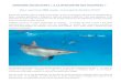 CROISIERE DECOUVERTE « A LA RENCONTRE DES DAUPHINS · Les dauphins sont entièrement libres, ce sont eux qui décident de se laisser approcher et des interations qu’ils ont ave