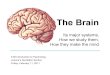 9.00 SectionSlides Brain - MIT€¦ · The Brain Its major systems, How we study them, How they make the mind 9.00 Introduction to Psychology Joanne’s Recitation Section Friday,
