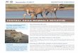 CENTRAL ASIAN MAMMALS INITIATIVE · (yelizaveta.protas@cms.int, +49 228 815 2419) for all issues relating to CAMI. Newsletter 01/2017 Save the Date: 12th CMS Conference of the Parties