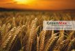 GreenMax - tangra-bg.comtangra-bg.com/files/upload/Tehnologii/Wheat/GM_wheat_fert.pdf · и цинк. Те се преобразуват в трудно достъпни за расте-нието