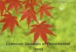 Common Diseases of Ornamental Trees · Maple Persimmon Olive Box elder Russian olive Rose Tree of heaven Weeping fig Chinese pistache Pecan ... Bacterial leaf scorch (Xylella fastidiosa)