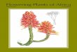 Flowering Plants of Africa - rua.ua.es · Flowering Plants of Africa 66 (2019) 49 by the horticultural community in the northern hemisphere. We have no doubt that the subject of this