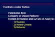 Vestibulo-ocular Reflex: Functional Role Circuitry of ... III_ 05.pdf · Vestibulo-ocular Reflex: Functional Role Circuitry of Direct Pathway System Dynamics and Levels of Analysis