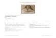 Alfred Stieglitz (American, 1864–1946) Georgia O'Keeffe · PDF file THE Alfred Stieglitz COLLECTION OBJECT RESEARCH THE ART INSTITUTE OF CHICAGO 1 PUBLISHED JUNE 2016 Alfred Stieglitz