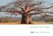 Old Mutual South Africa Sustainability Report · creativity, ingenuity and dialogue. The baobab reflects much of what Old Mutual South Africa (OMSA) strives to be. For 165 years,