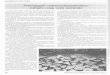 Faanyagok származástanúsítása (sürgős vagy még ráérünk)€¦ · Faanyagok származástanúsítása (sürgős vagy még ráérünk) A Holz-Zentralblatt 1996. évi 115. számában