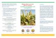 and field to field. MCMV is carried by thrips and bee ...appsazambia.org/wp-content/.../2019/02/...Brochure.pdf · and field to field. MCMV is carried by thrips and bee-tles and SCMV