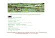 OYSTERCATCHER MAY-JUNE 2015 Hermanus Bird Club …€¦ · Clapper Lark, Spike-heeled Lark, Neddicky, African Paradise Flycatcher, Streaky-headed Seedeater and the Mountain Wheatear