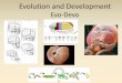 Evo-Devodavidbogler.com/Evolution-Lectures/Lecture 23 Evolution of Develop… · Alexander Kowalevsky (1840-1901) A Darwinian whose careful studies of invertebrate development and